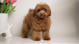 CHARMING LOU MAHOGANY RED TOY