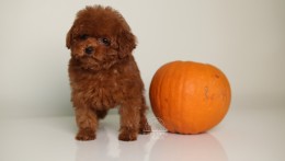 Happily Homed-JULIET 