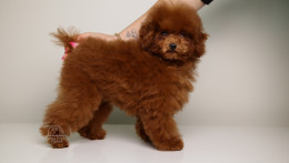 DIVA – DARK RED TEDDY TOY