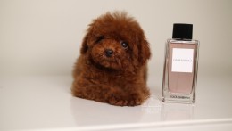 Happily Homed- Giselle 