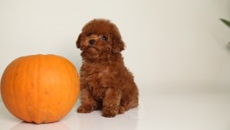 Happily Homed-JULIET 