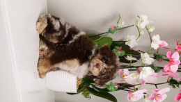 LUELLA DARK CHOCOLATE MERLE