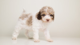 LOKI — WHITE TRICOLOR MERLE MALE