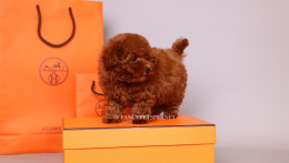 HERMES 