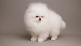 ARIA SNOW WHITE TEDDY BEAR POM