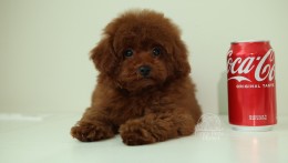 MARCEL – DEEP RED TOY POODLE