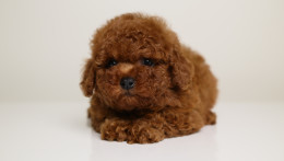 CHRISTIAN DIOR MAHOGANY RED MALE