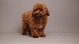 Nova Red Unique teddy bear