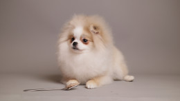 AMELIE — CREAM WHITE PARTI TEDDY BEAR POM