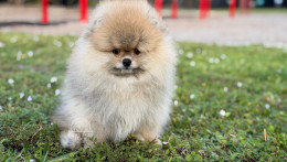 Rey Light Orange Pom