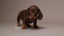Archie AKC Mini Dachshund