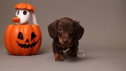 Archie AKC Mini Dachshund
