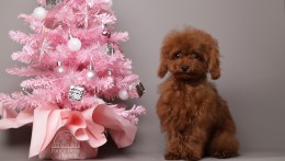 ROMEO  DEEP CHERRY RED TEACUP TOY POODLE