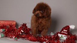 Richie Cherry red Toy Puppy