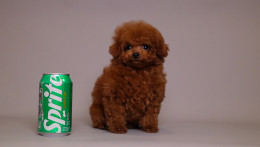 TARIX Tiny Red Toy Poodle