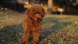 NALA – RED AKC MINIATURE POODLE
