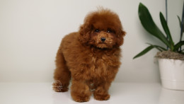 DIVA – DARK RED TEDDY TOY