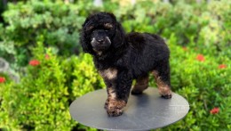 CARLOS BLACK PHANTOM TOY–MINI