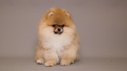 RICHARD — LIGHT ORANGE TEDDY BEAR