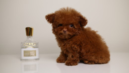 TEO ULTRA TINY TEACUP