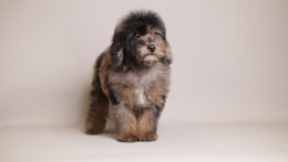 Ollie Black Brown Merle 