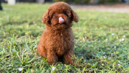 Chanel Red teacup puppy