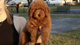 NALA – RED AKC MINIATURE POODLE