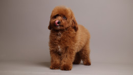 Nova Red Unique teddy bear