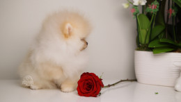 SKY – TINY CREAM POM 