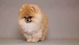 RICHARD — LIGHT ORANGE TEDDY BEAR