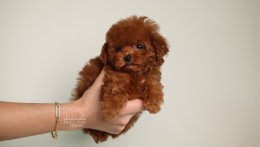 Happily Homed-JULIET 