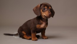 Archie AKC Mini Dachshund