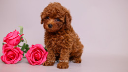 Ruby