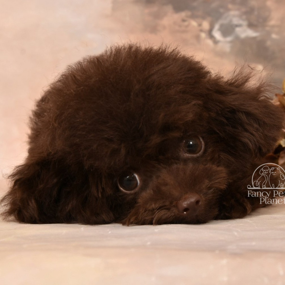 BENTLEY Chocolate TEACUP