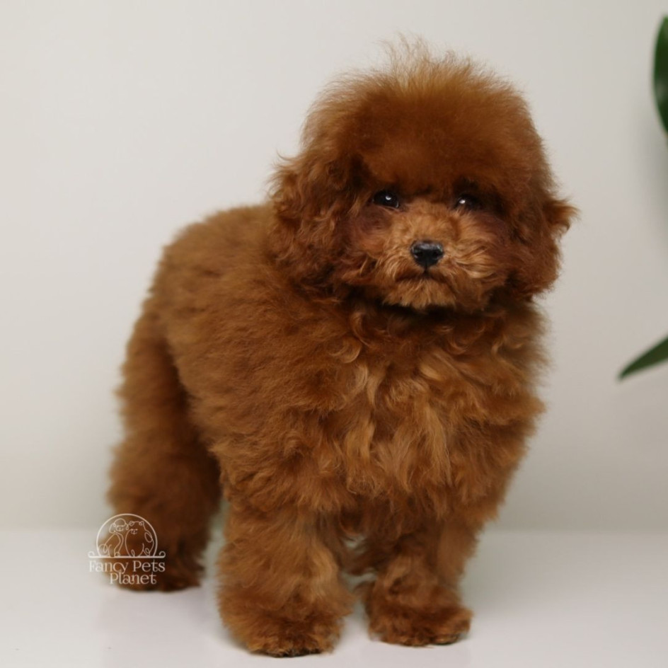 DIVA – DARK RED TEDDY TOY