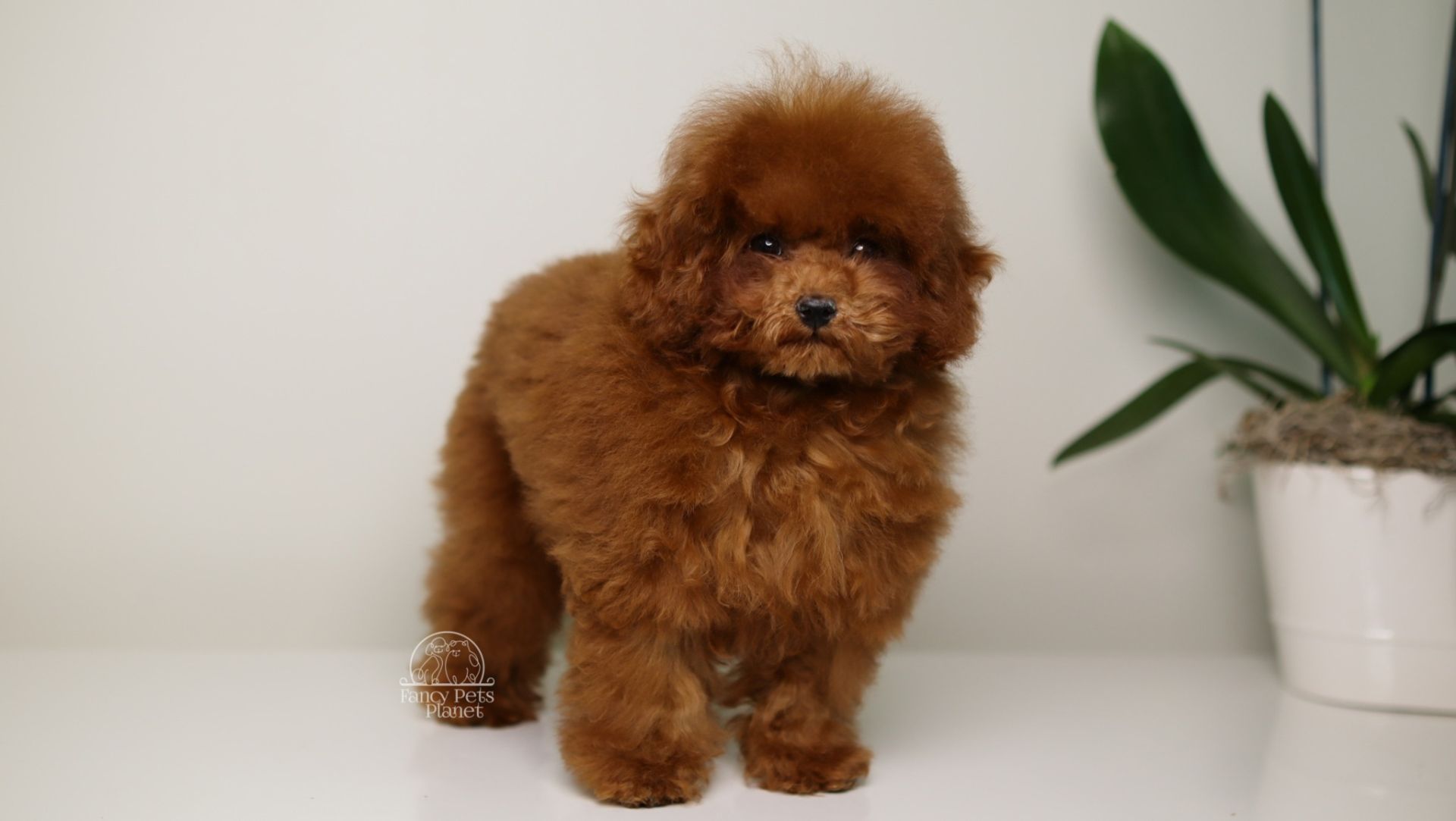 DIVA – DARK RED TEDDY TOY