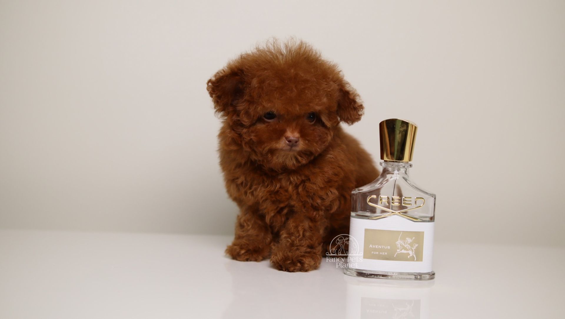 TEO ULTRA TINY TEACUP