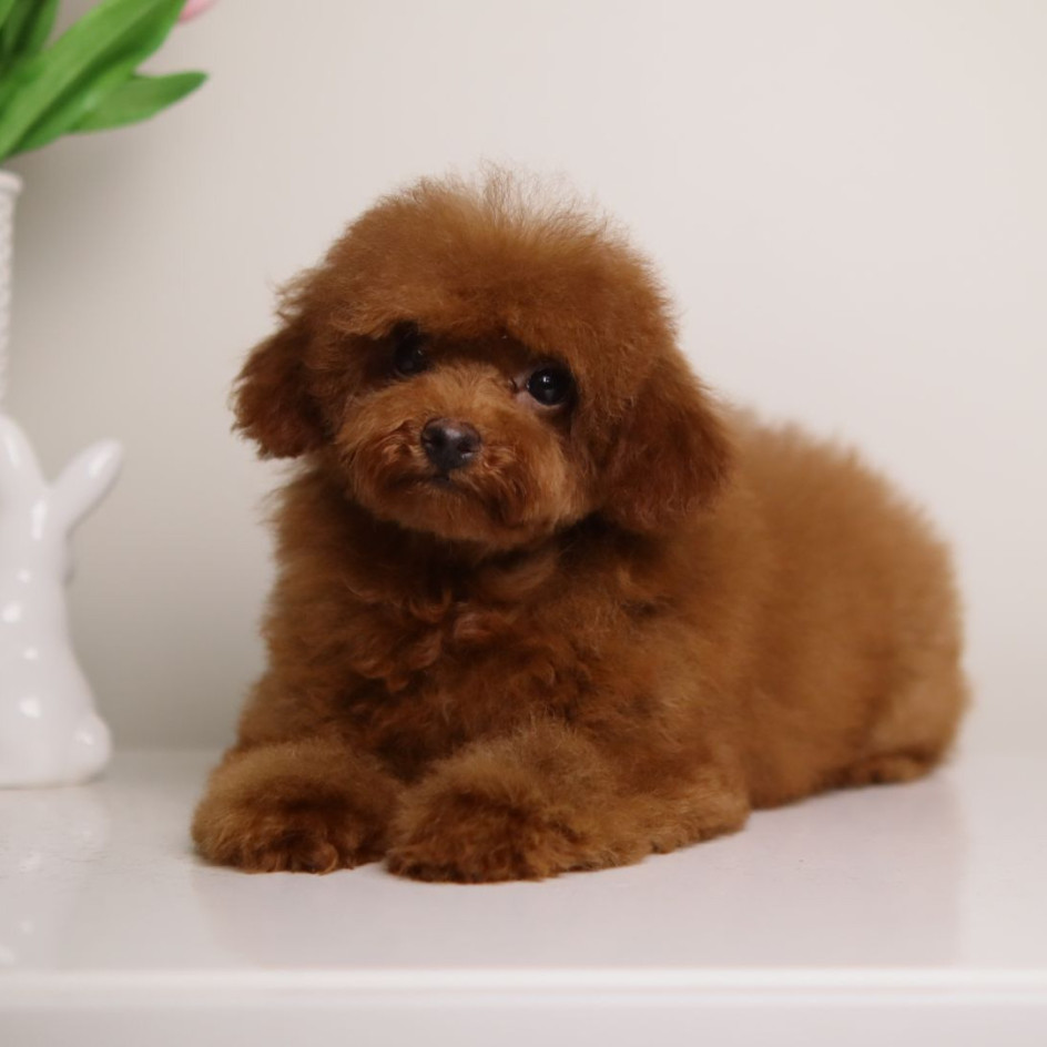 CHARMING LOU MAHOGANY RED TOY