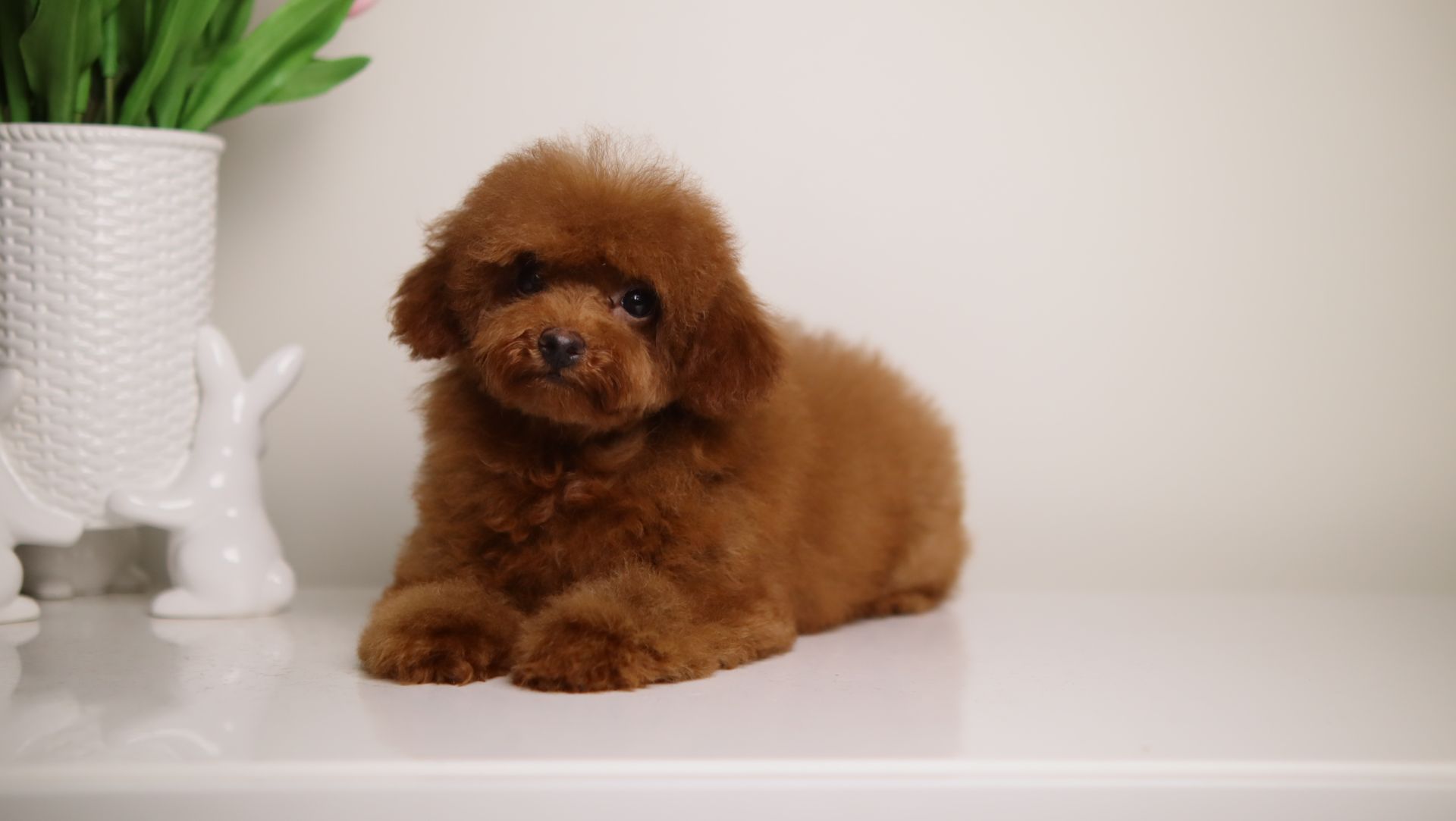 CHARMING LOU MAHOGANY RED TOY