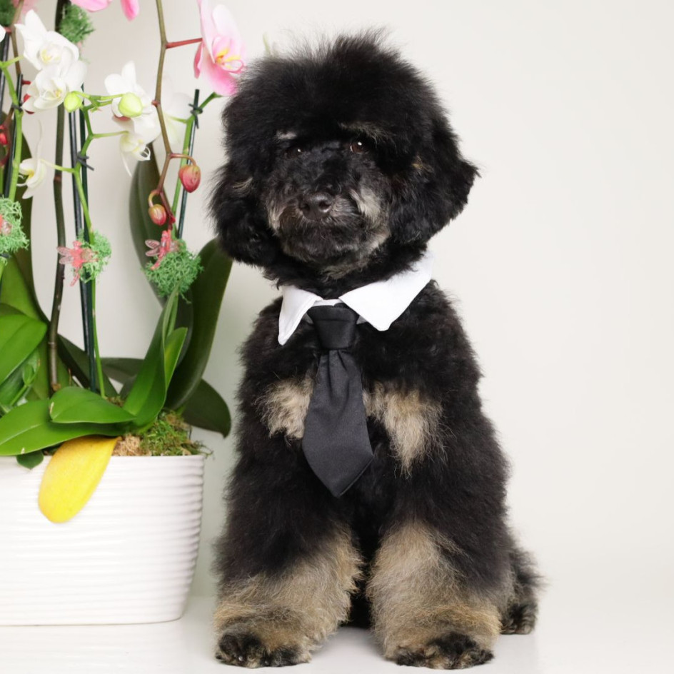 CARLOS BLACK PHANTOM MINI