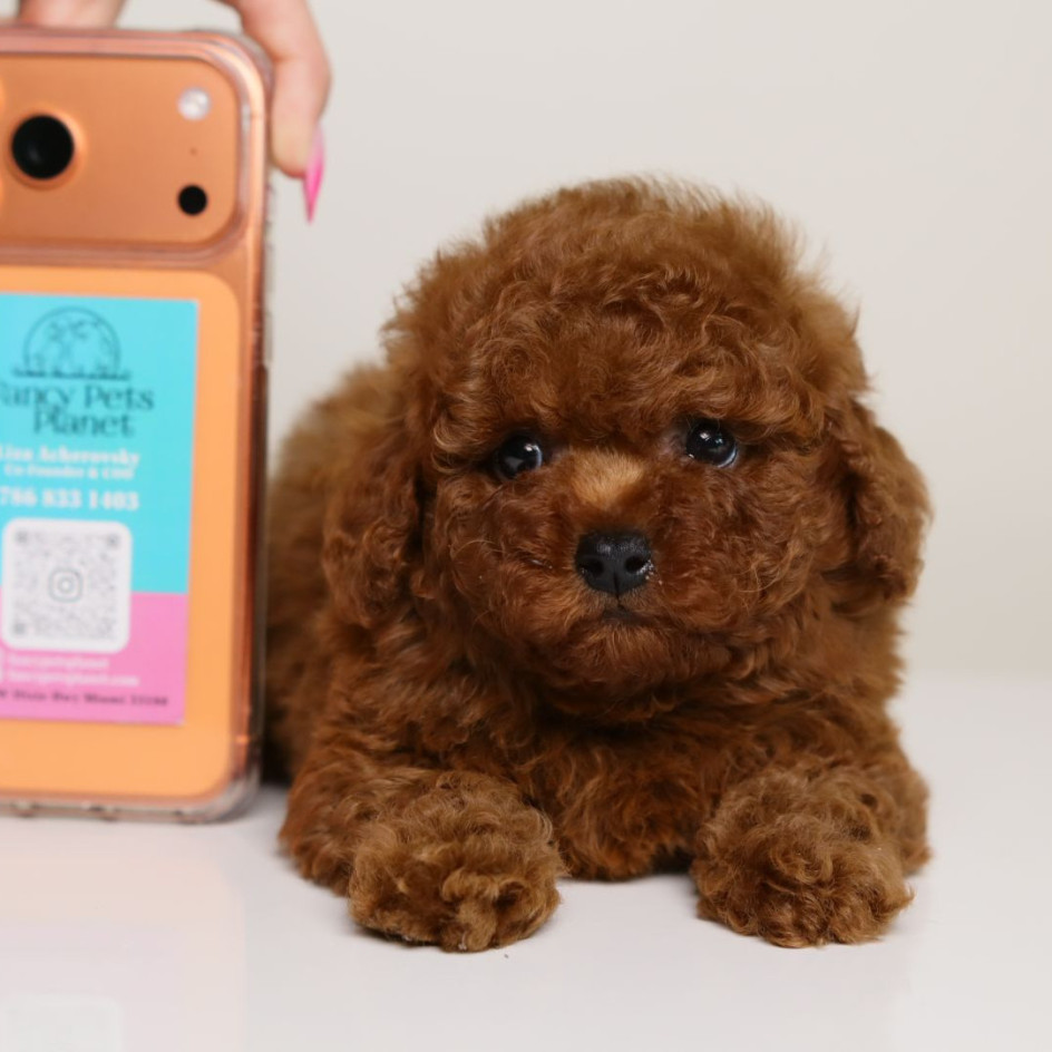 CHRISTIAN DIOR MAHOGANY RED MALE