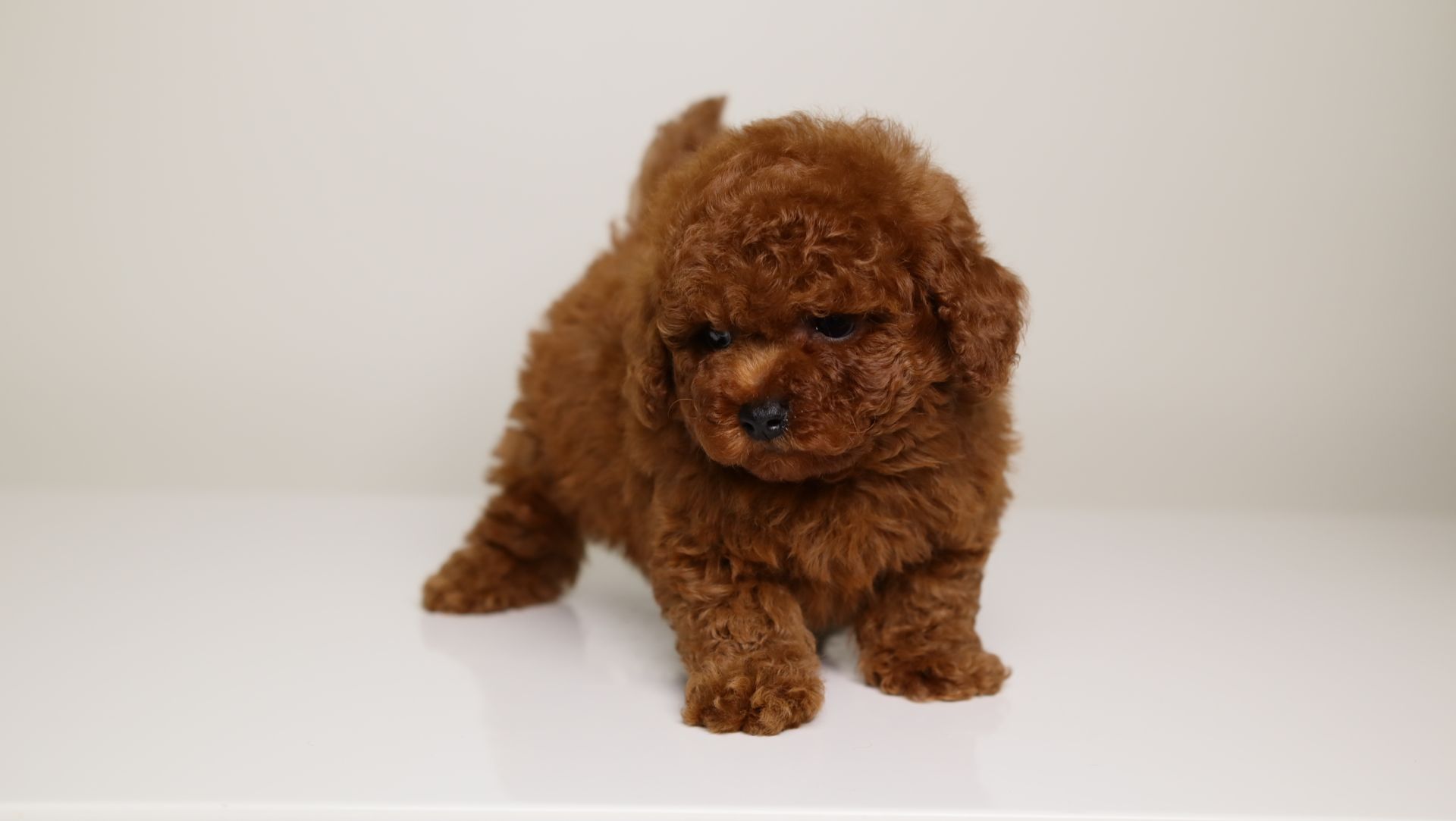 CHRISTIAN DIOR MAHOGANY RED MALE