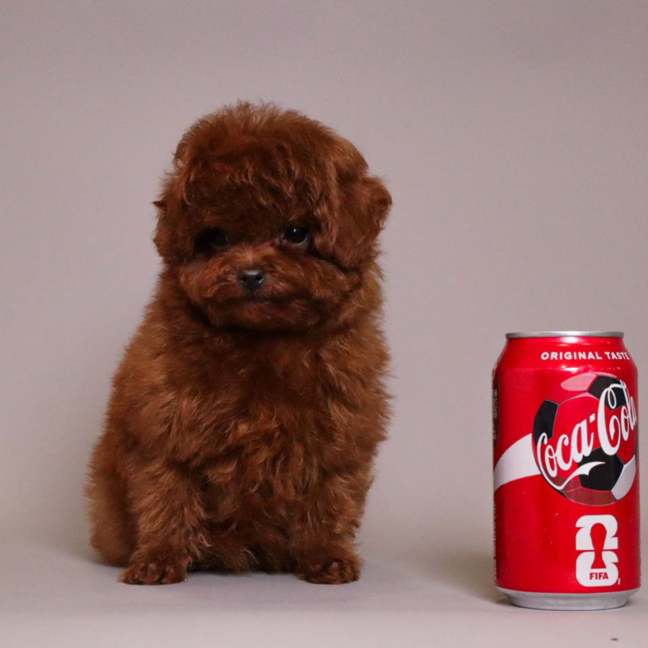 TORRENCE  MAHOGANY RED TOY POODLE