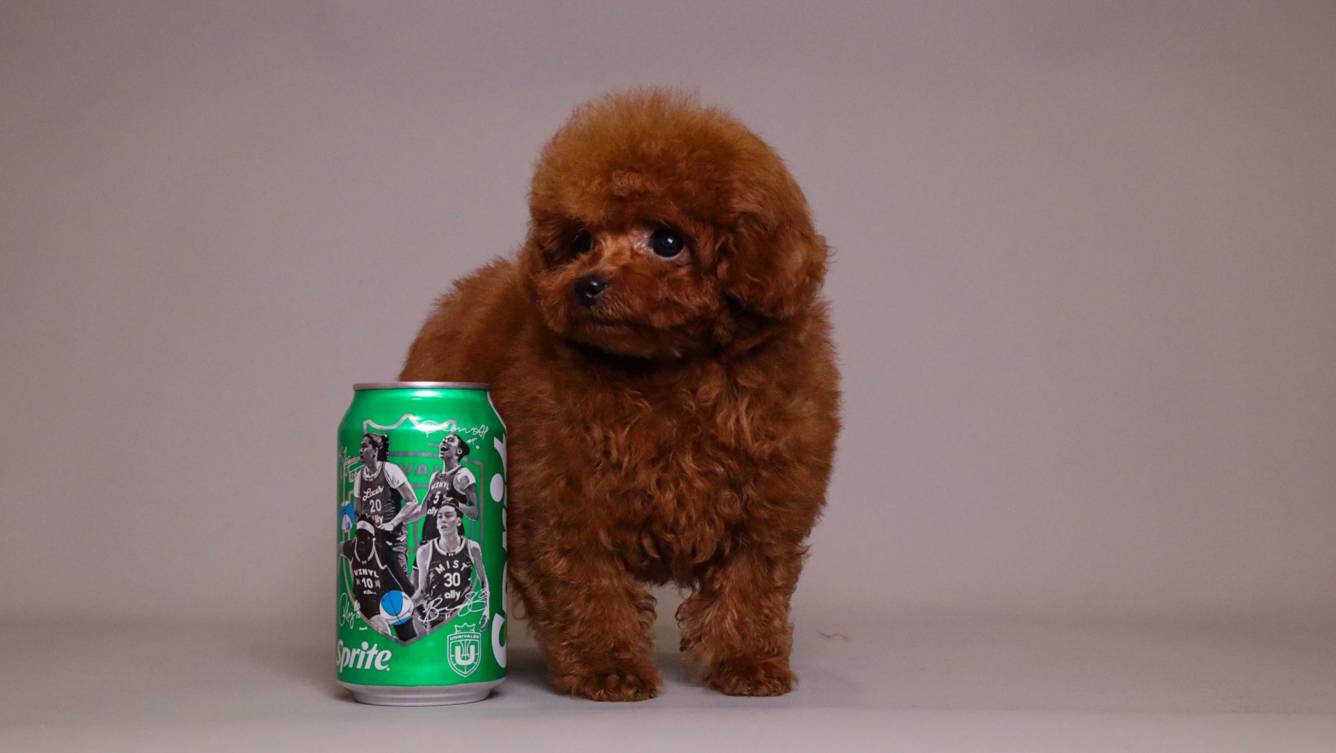 TARIX Tiny Red Toy Poodle