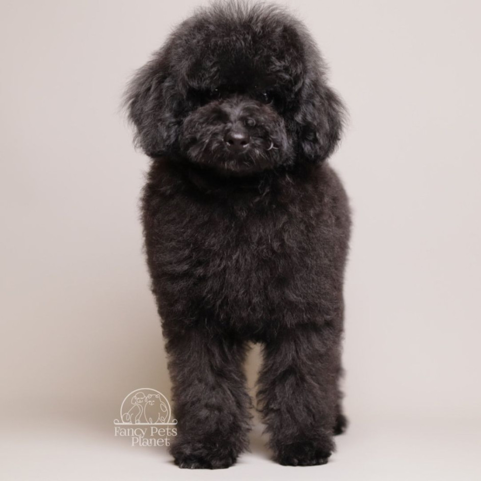 Benji Black Toy poodle