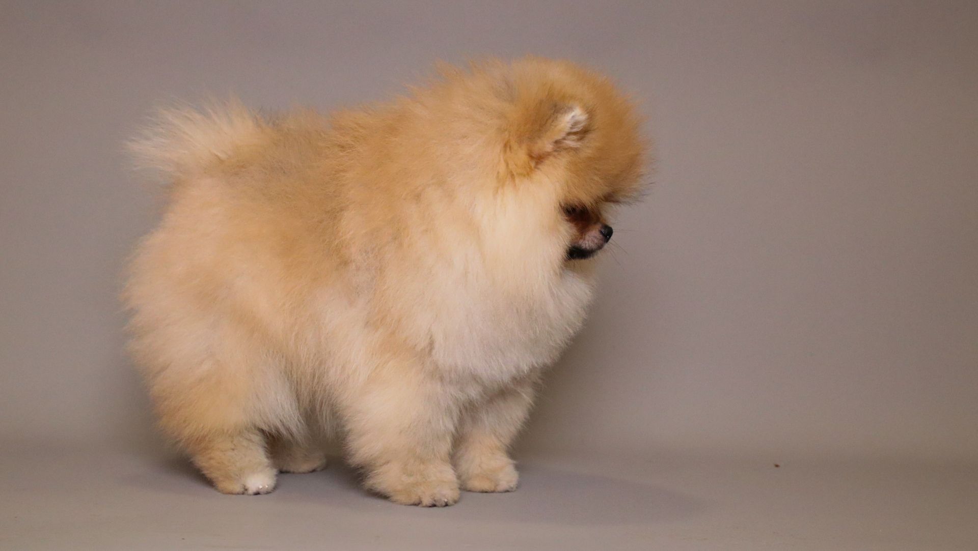 RICHARD — LIGHT ORANGE TEDDY BEAR