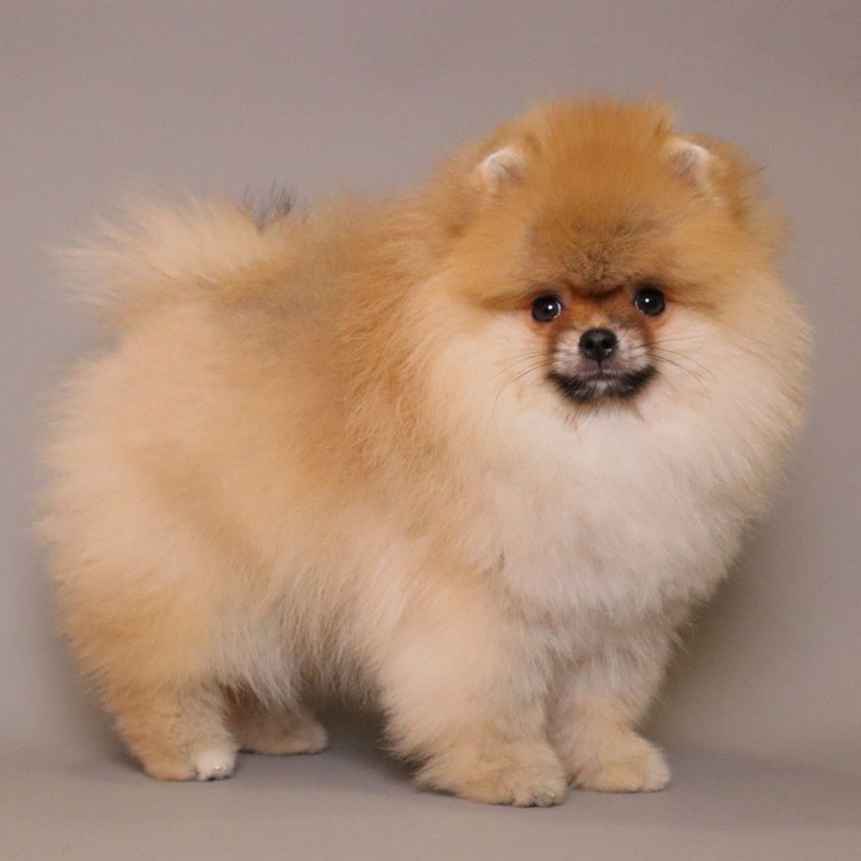 RICHARD — LIGHT ORANGE TEDDY BEAR