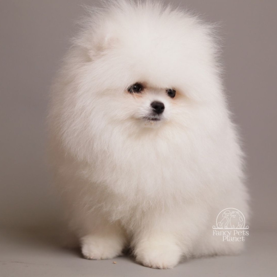 ARIA SNOW WHITE TEDDY BEAR POM