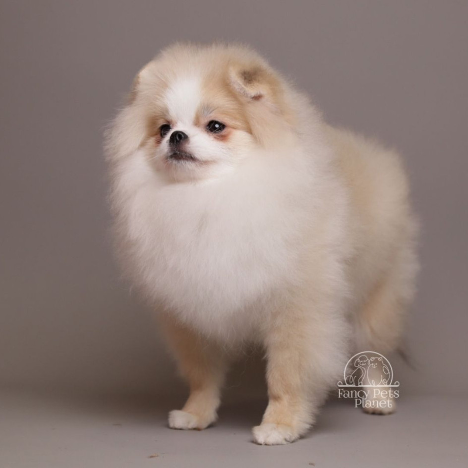 AMELIE — CREAM WHITE PARTI TEDDY BEAR POM