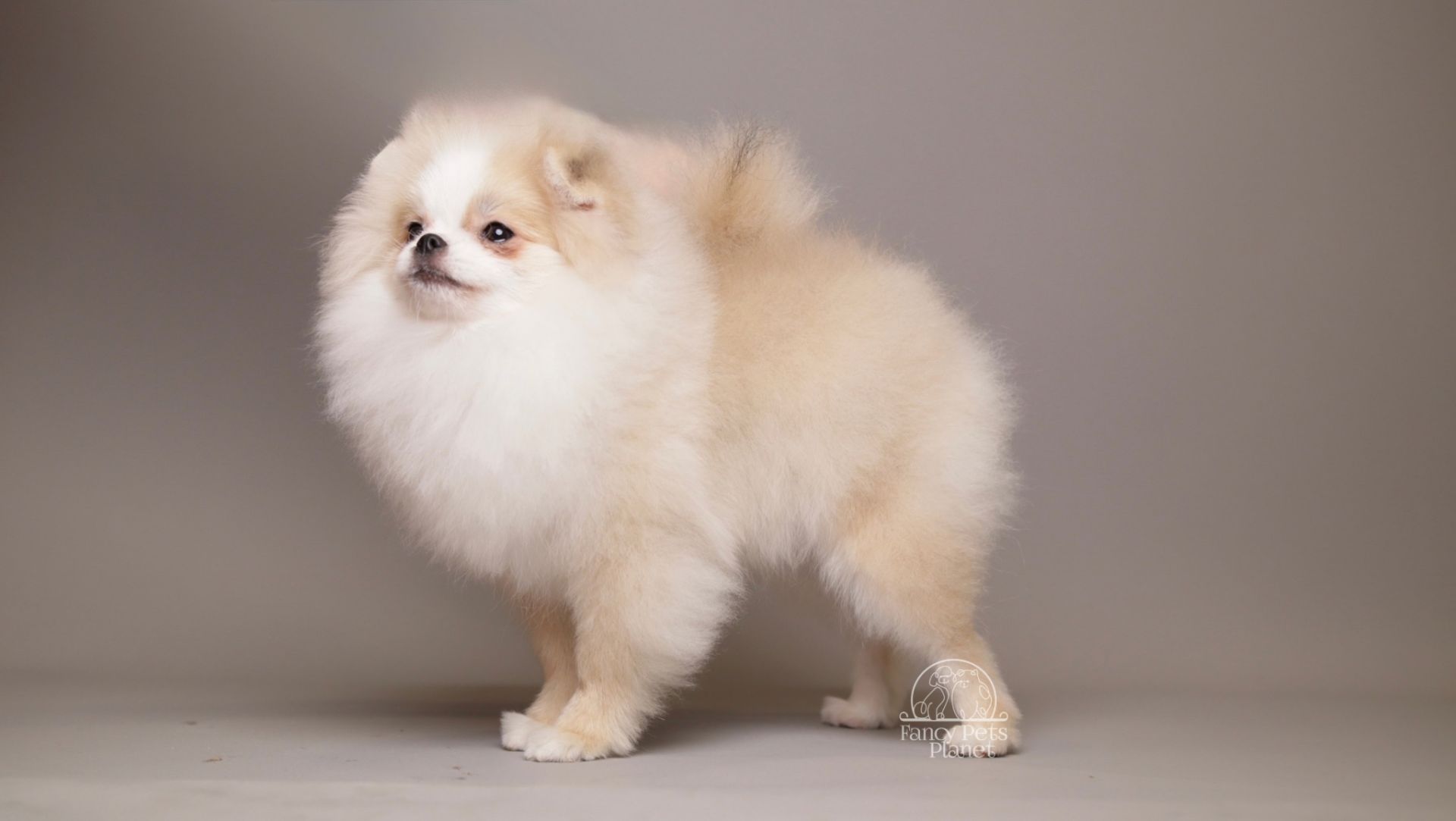 AMELIE — CREAM WHITE PARTI TEDDY BEAR POM